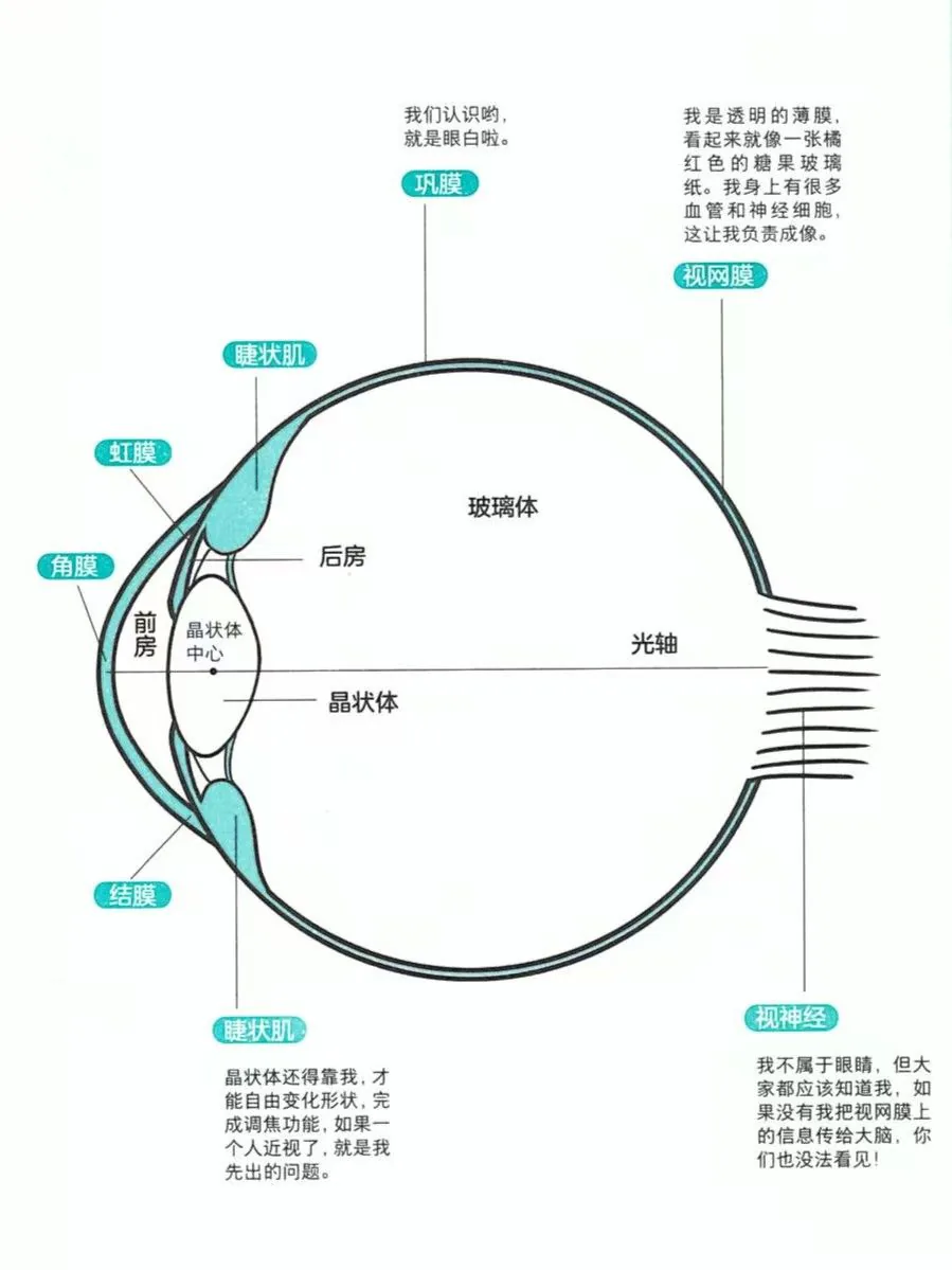 金铂精读资料图:眼睛结构