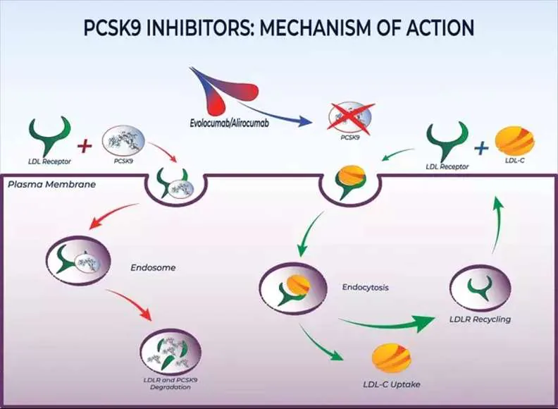 PCSK9抑制剂作用机制示意图：左侧为LDL受体与PCSK9结合后降解，右侧为抑制PCSK9后LDL-C摄取和受体再循环