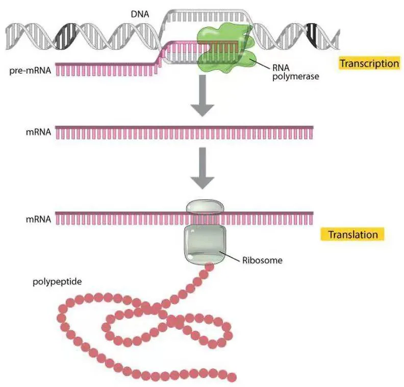 中心法则示意图：DNA转录形成mRNA，核糖体翻译形成多肽链