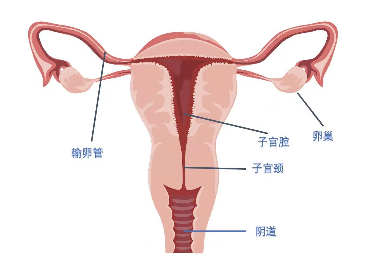 课程原图：女性生殖系统结构图