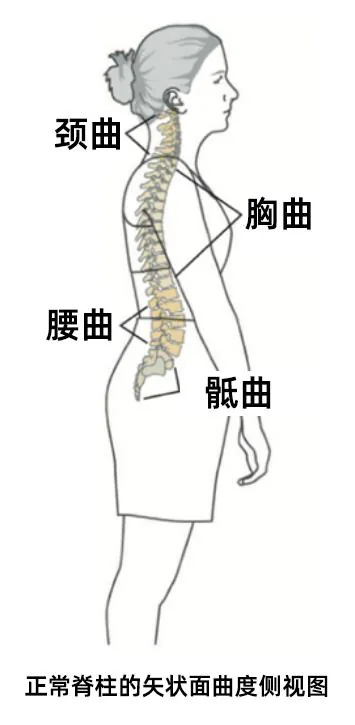正常脊柱矢状面曲度侧视图，标注颈曲、胸曲、腰曲与骶曲