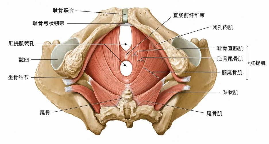 课程原图:盆底肌肉解剖示意图