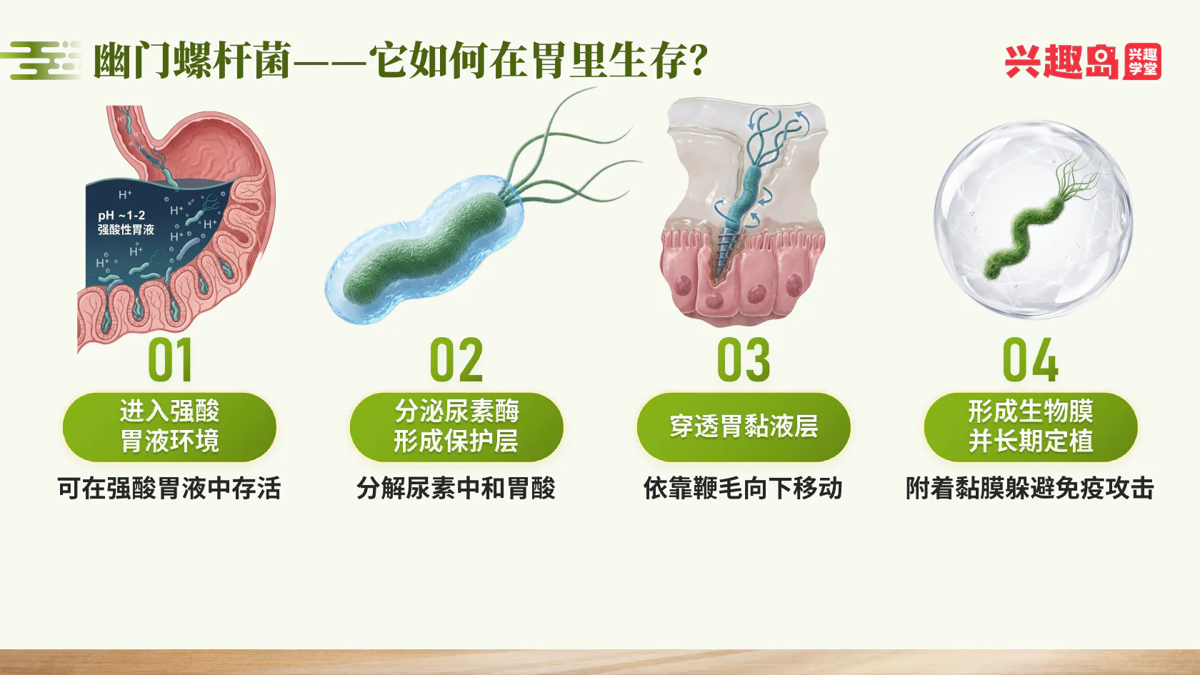 幽门螺杆菌在胃中生存的四步过程