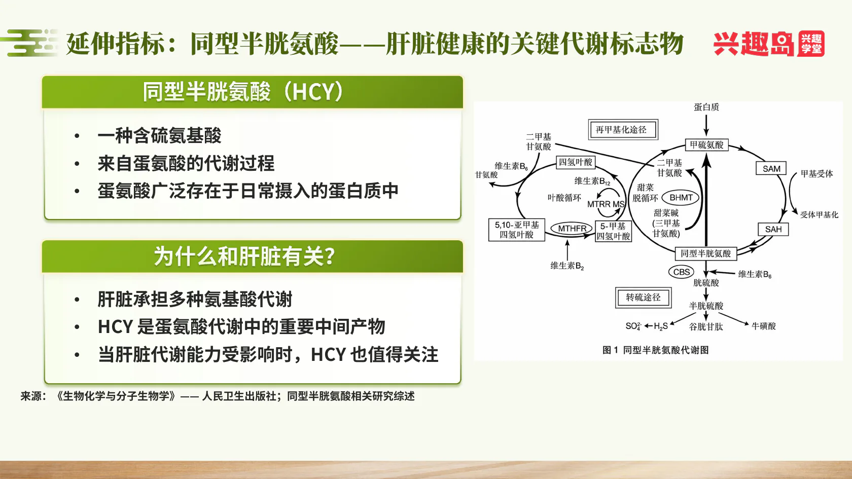 同型半胱氨酸与肝脏代谢