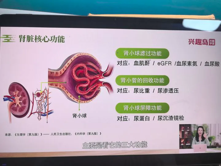 肾小球滤过、肾小管重吸收与屏障功能