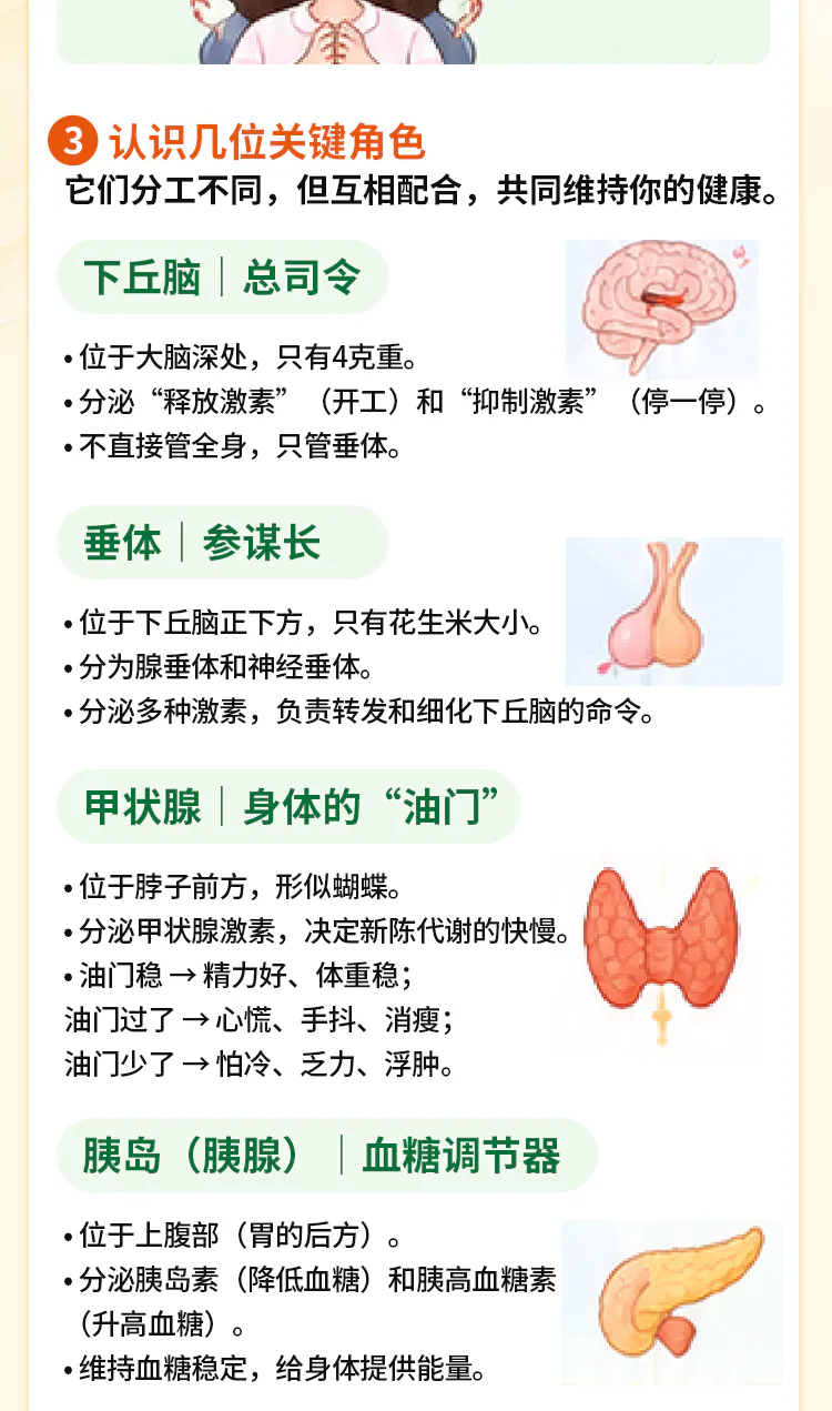 第01讲课程原图第4/9段:下丘脑、垂体、甲状腺与胰岛