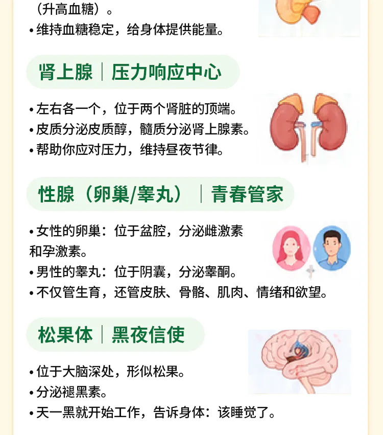第01讲课程原图第5/9段:肾上腺、性腺与松果体