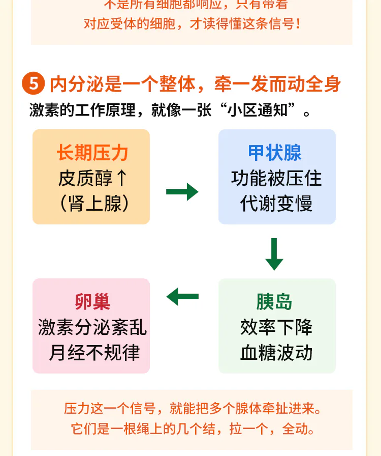 第01讲课程原图第7/9段:压力信号牵动多个腺体