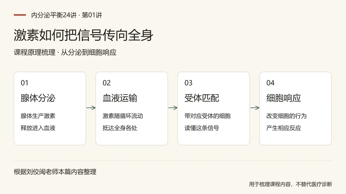 激素如何把信号传向全身:腺体分泌,腺体生产激素,释放进入血液;血液运输,激素随循环流动,抵达全身各处;受体匹配,带对应受体的细胞,读懂这条信号;细胞响应,改变细胞的行为,产生相应反应