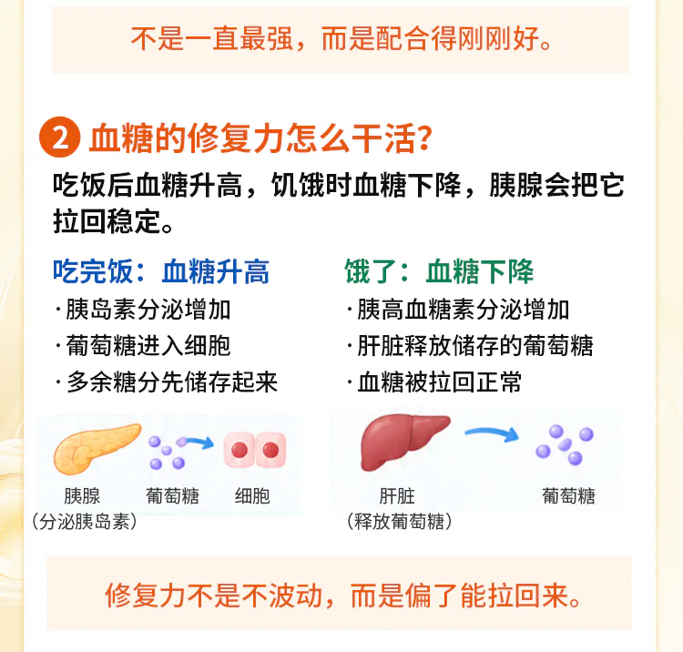 第02讲课程原图第3/7段：血糖升降的激素配合