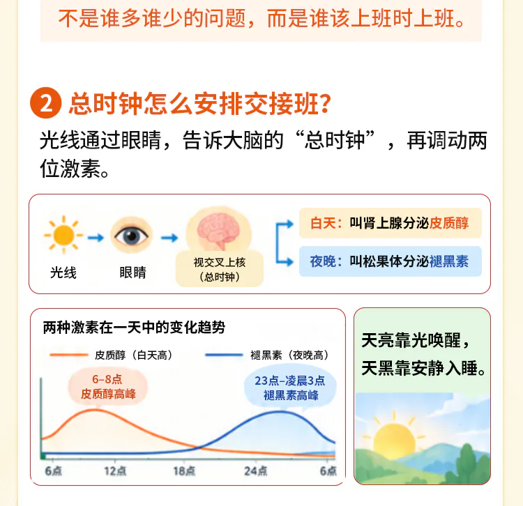 第05讲课程原图第2/7段：光线信号、生物钟和一天的激素曲线