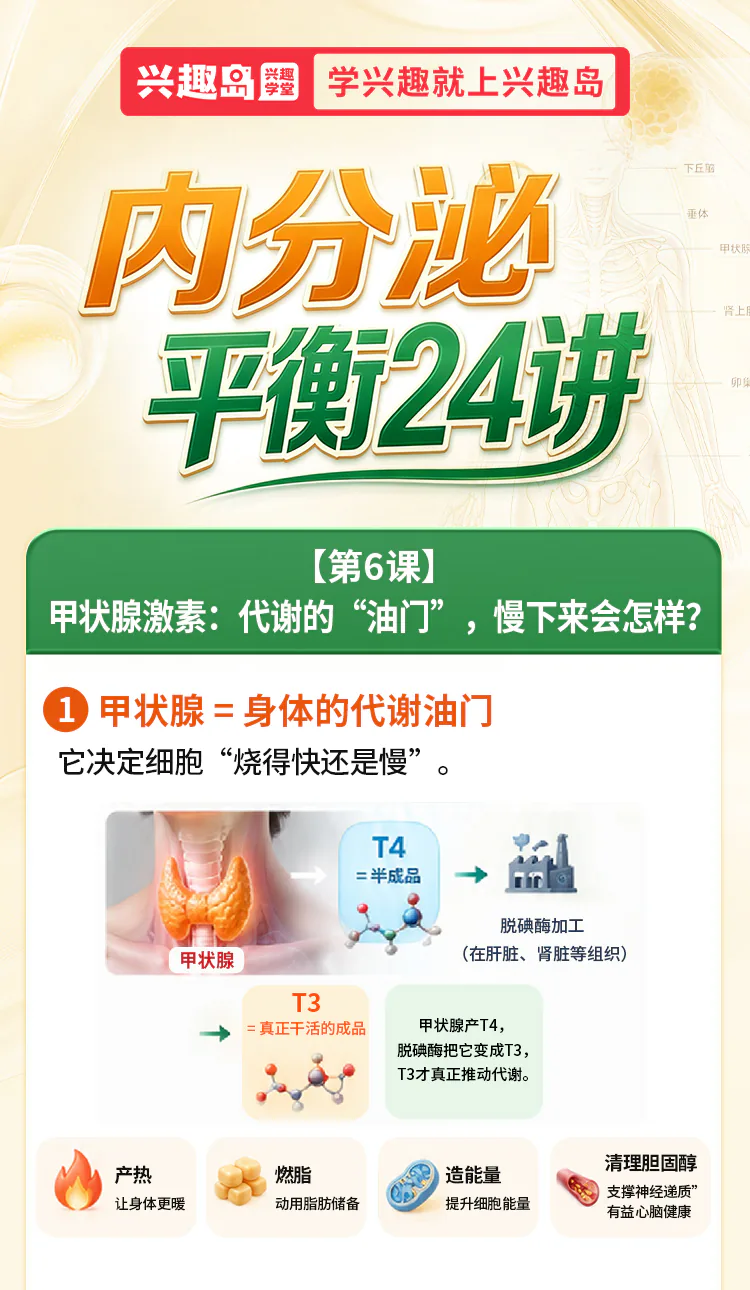 第06讲课程原图第1/7段：甲状腺、T4、脱碘酶、T3与代谢