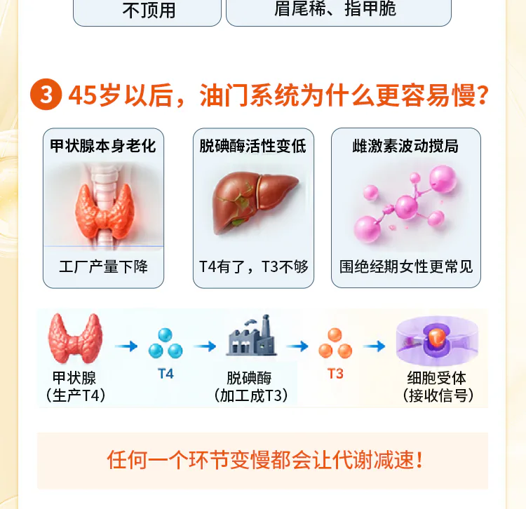 第06讲课程原图第3/7段：代谢油门变化及激素传递过程