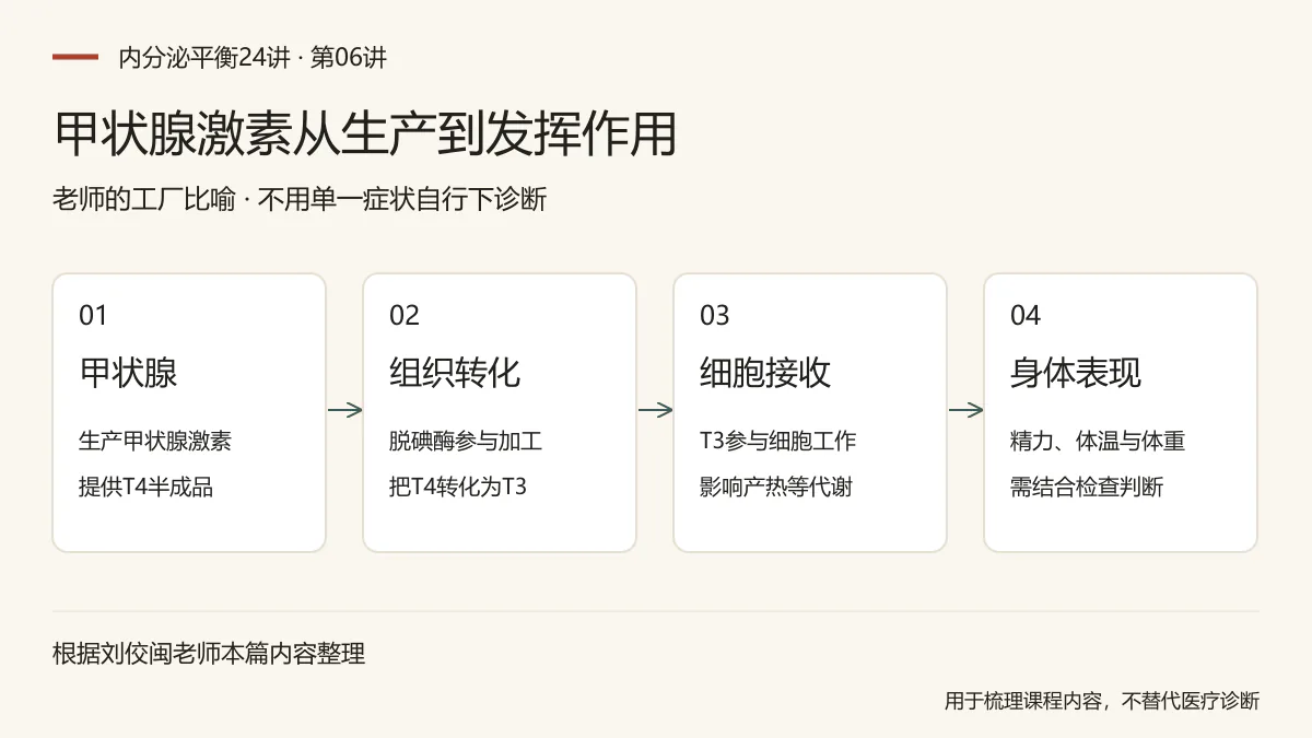 甲状腺激素从生产到发挥作用：甲状腺，生产甲状腺激素，提供T4半成品；组织转化，脱碘酶参与加工，把T4转化为T3；细胞接收，T3参与细胞工作，影响产热等代谢；身体表现，精力、体温与体重，需结合检查判断