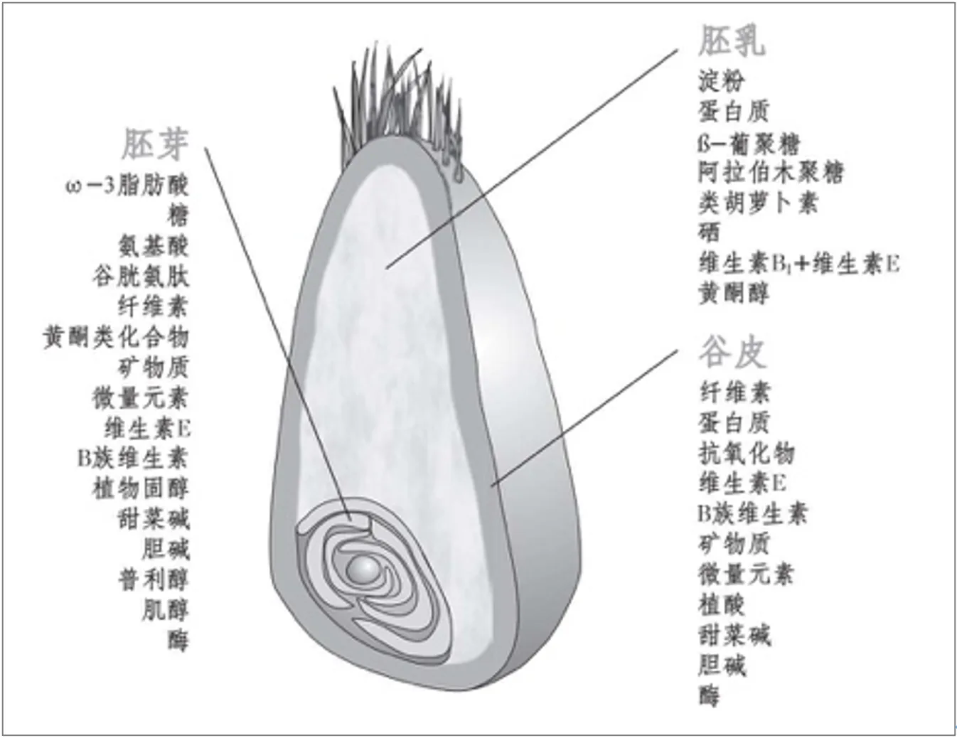 全谷物由麸皮、胚乳和胚构成