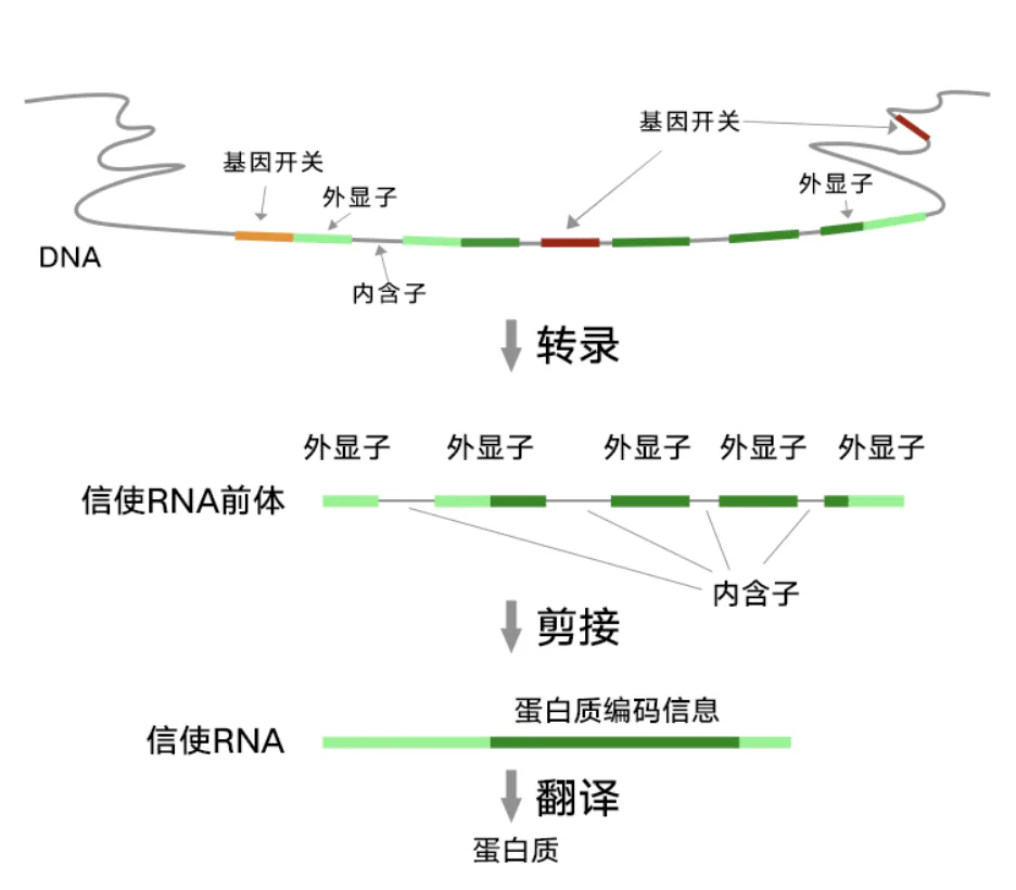 DNA的外显子和内含子经过转录、剪接与翻译生成蛋白质的示意图