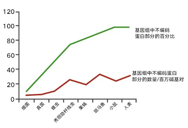 课程原图：不同生物的基因组非编码部分比较
