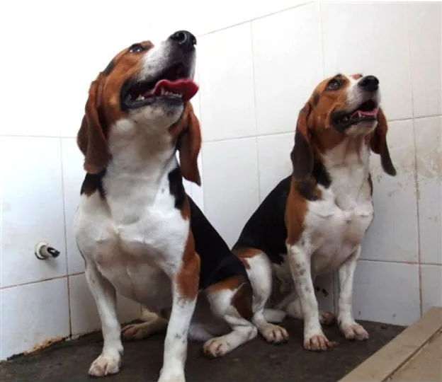 课程原图：大力神与天狗两只比格犬