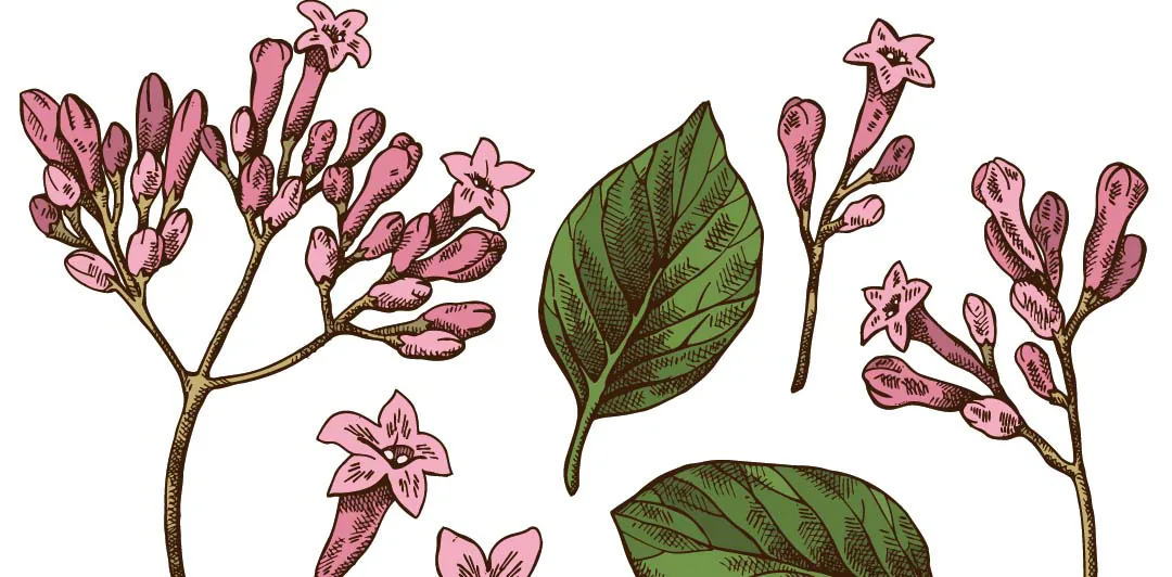 原课程讲首植物插画：金鸡纳的花与叶