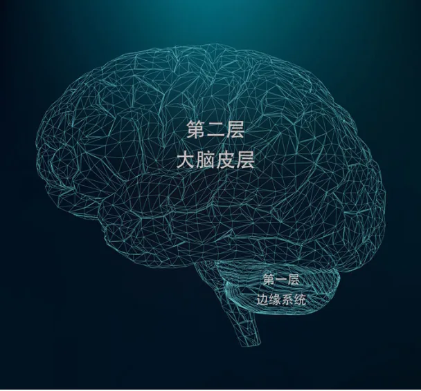 原讲示意：第一层边缘系统与第二层大脑皮层