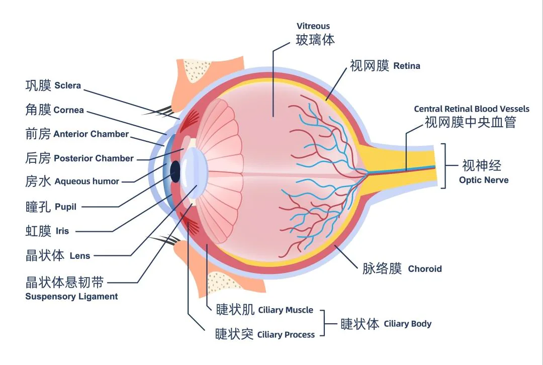 眼球结构图（课程原图）