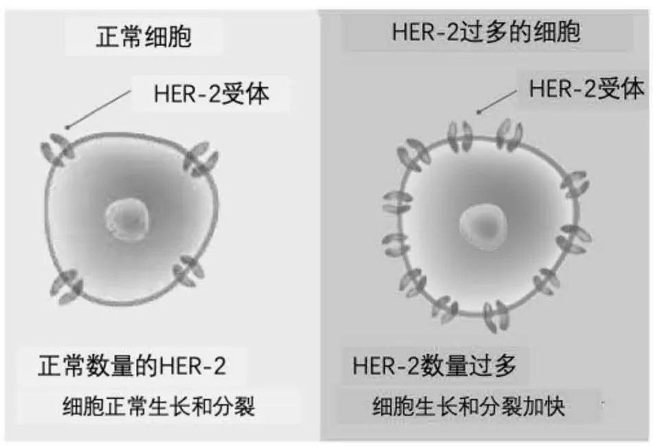 过多的HER-2加速细胞分裂