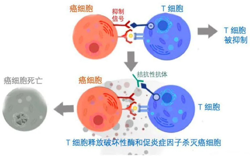 利用CTLA-4和PD-1杀灭癌细胞示意图