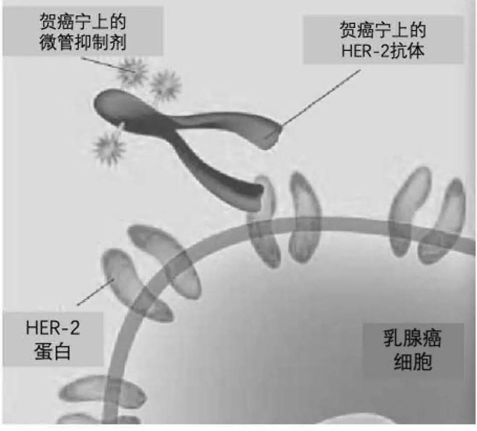 贺癌宁药物识别HER-2蛋白示意图