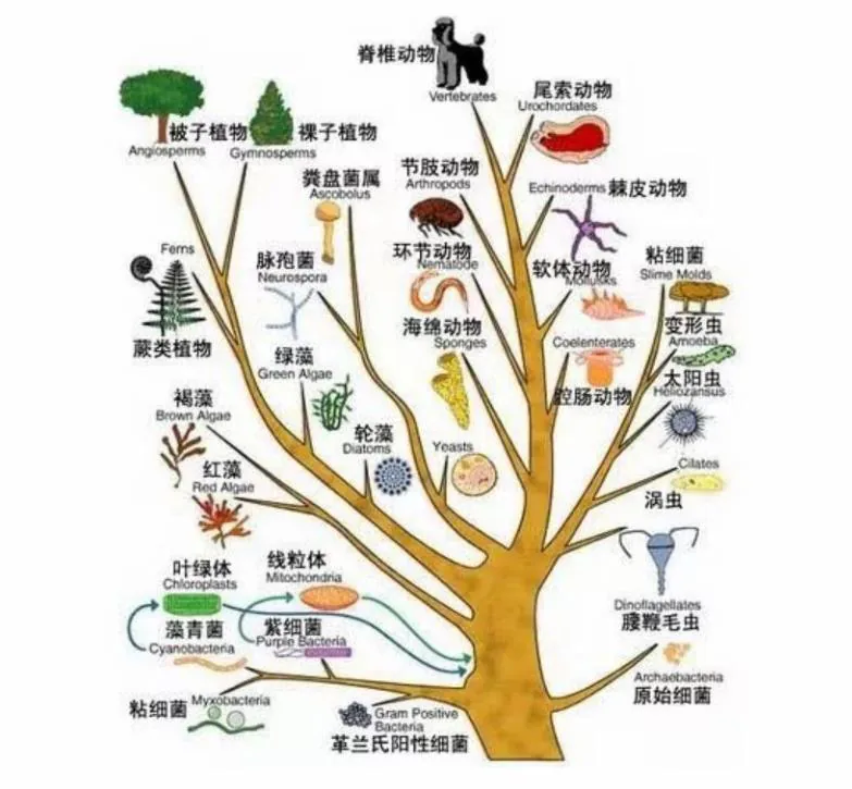 原讲用于辨析的传统进化树画法