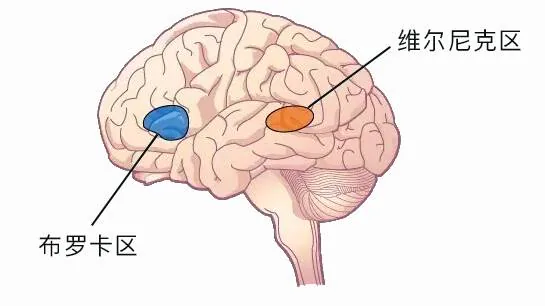 布罗卡区和维尔尼克区在大脑中的位置