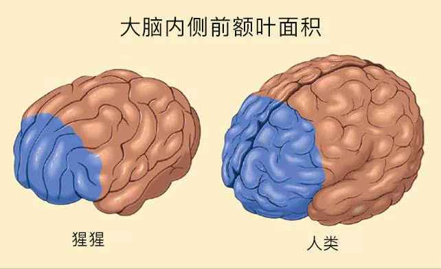 猩猩和人类大脑内侧前额叶面积示意比较