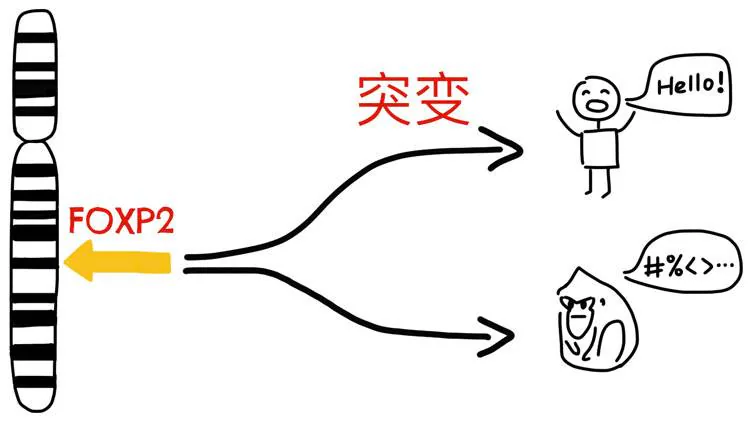 FOXP2基因突变与人类语言能力示意