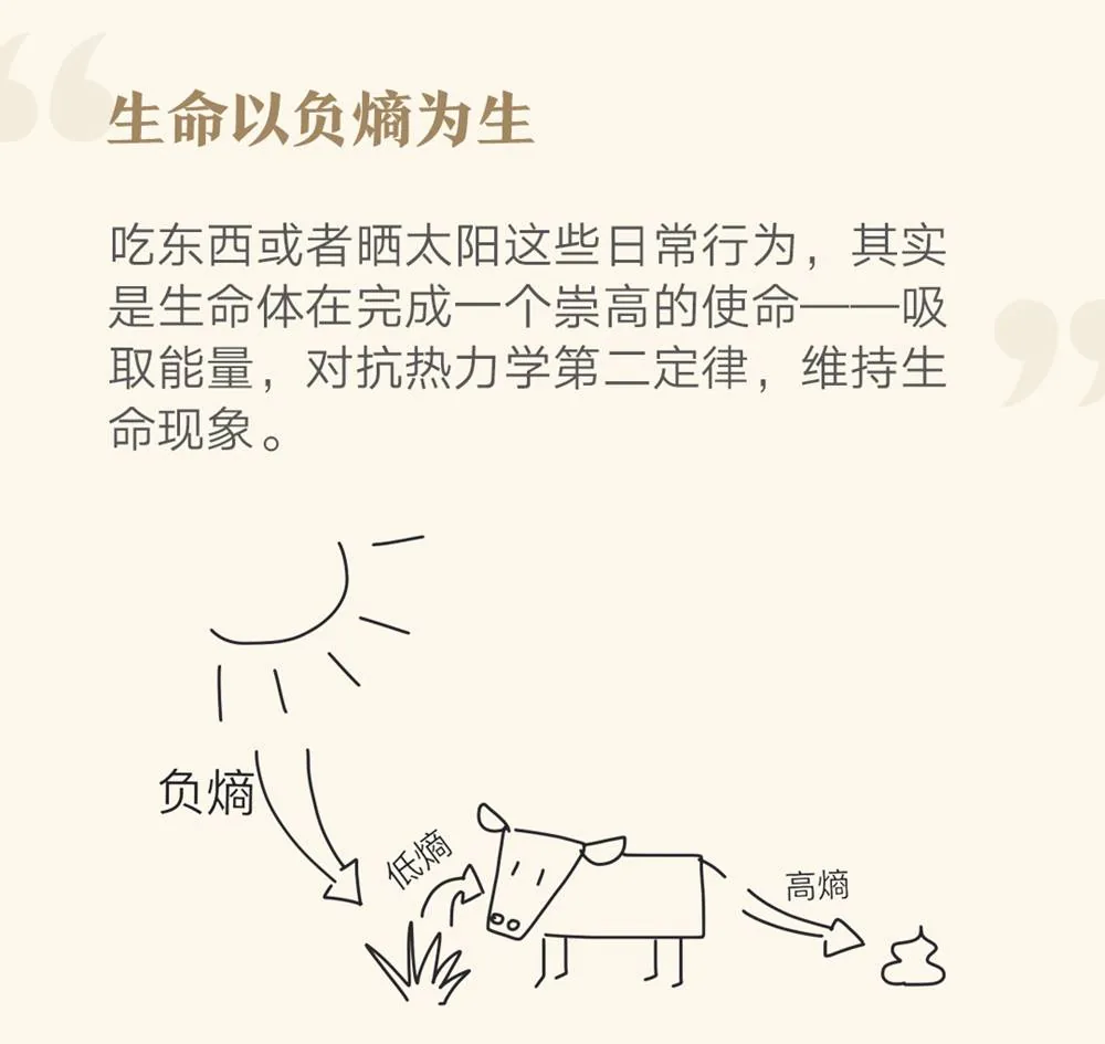 生命以负熵为生:太阳、植物、动物及排泄物的熵关系