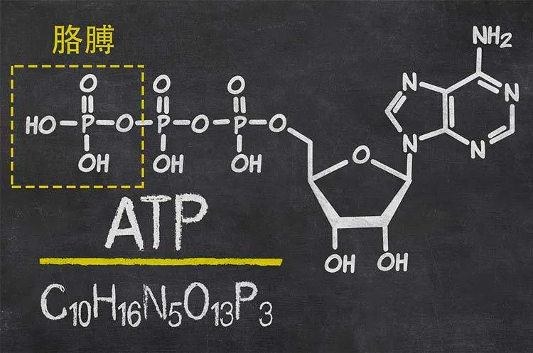 ATP分子结构，虚线框标出可脱去的磷酸基团