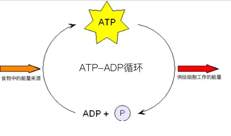 ATP与ADP循环，接受食物能量并为细胞工作供能