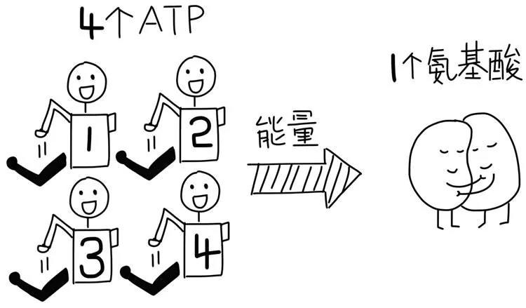课程示意：蛋白质每安装一个氨基酸需要四个ATP供能
