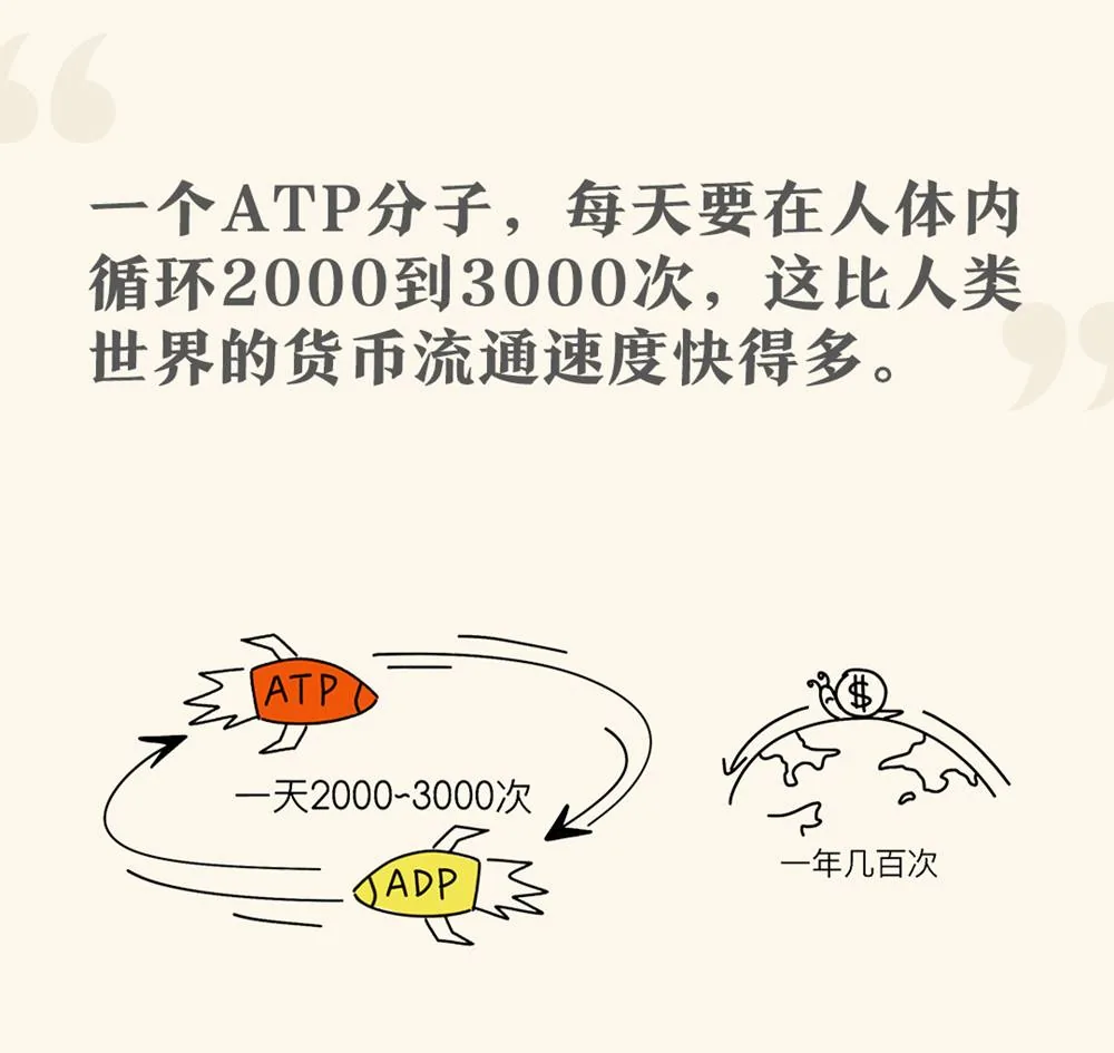ATP与ADP每日循环2000至3000次，和货币流通速度对照