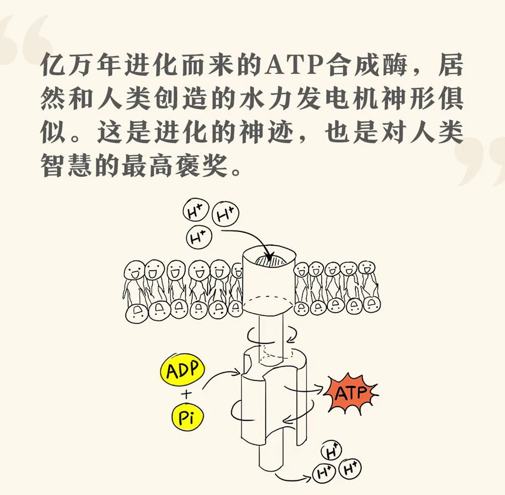 ATP合成酶知识图：质子流推动转子，ADP和磷酸生成ATP