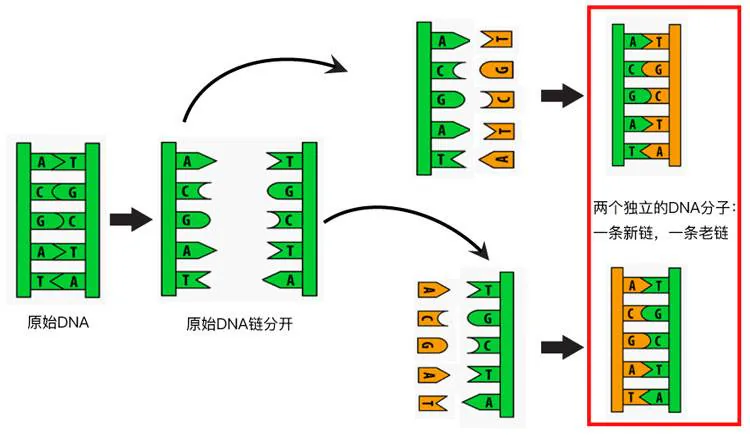 DNA半保留复制：双链分开，各自合成新链，形成两份DNA