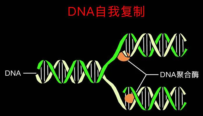 DNA聚合酶参与DNA自我复制示意