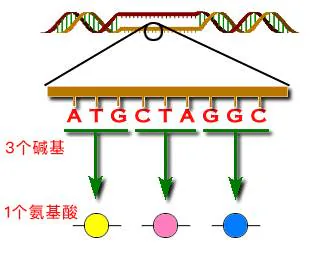 三个碱基对应一个氨基酸的遗传编码示意