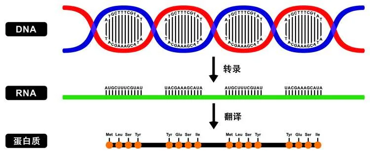 DNA转录为RNA，再翻译为蛋白质的过程