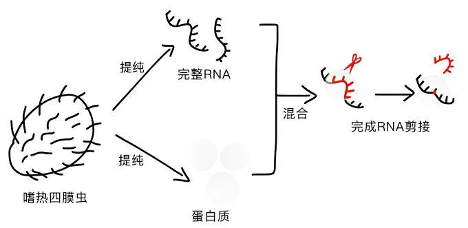 切赫最初设想：提纯RNA和蛋白质，混合后观察RNA剪接