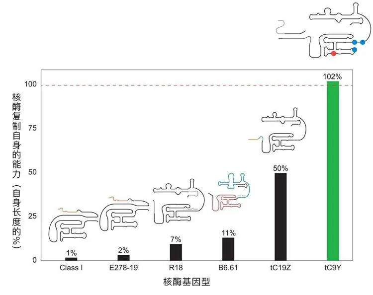 不同核酶能复制的RNA长度比较，tC9Y达到自身长度的102%