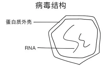 RNA病毒结构：蛋白质外壳与RNA遗传物质