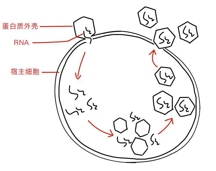 RNA病毒在宿主细胞内复制、装配并释放的过程
