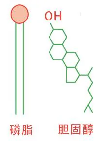 磷脂与胆固醇分子示意