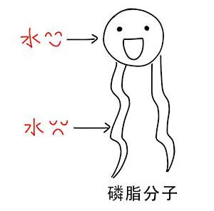 磷脂分子的亲水头部和疏水尾部