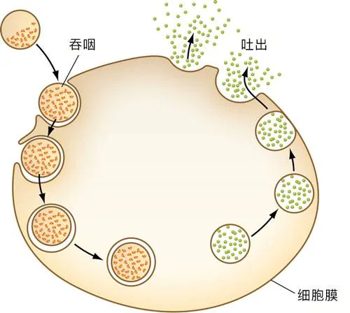 细胞膜流动产生吞咽和吐出效果的过程