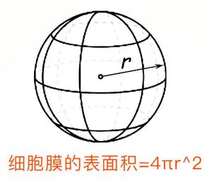 细胞膜表面积与半径平方成正比：4πr²
